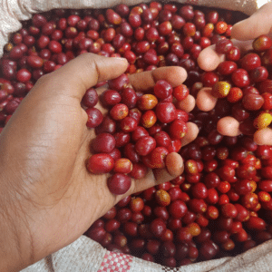 Honduras Yoreci Beatriz Nunez Natural 100g